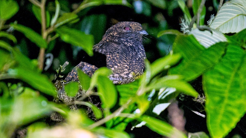 Dusky Nightjar [Antrostomus saturatus]