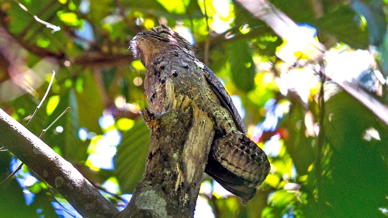 Great Potoo [Nyctibius grandis]