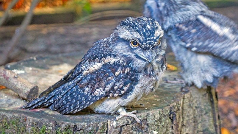 Tawny Frogmouth [Podargus strigoides]