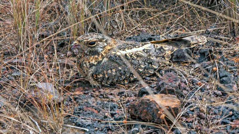 Standard-winged Nightjar [Caprimulgus longipennis]