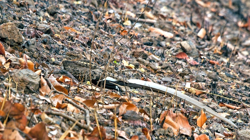 Pennant-winged Nightjar [Caprimulgus vexillarius]
