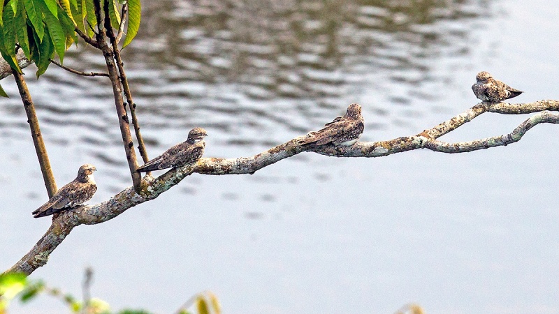Sand-colored Nighthawk [Chordeiles rupestris rupestris]