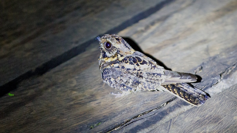 Montane Nightjar [Caprimulgus poliocephalus poliocephalus]