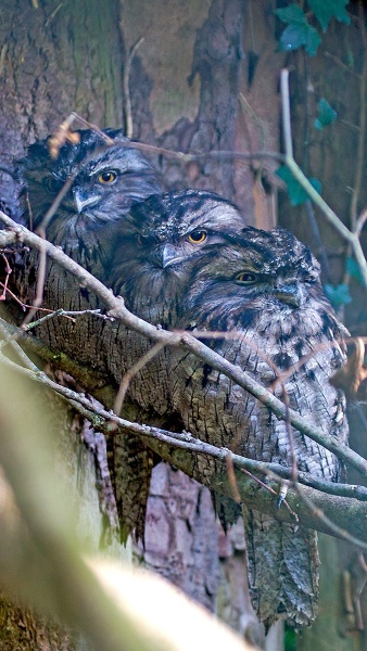 Tawny Frogmouth [Podargus strigoides]