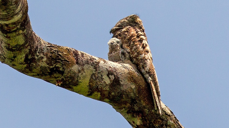 Great Potoo [Nyctibius grandis]