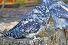 Tawny Frogmouth [Podargus strigoides]