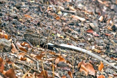 Pennant-winged Nightjar [Caprimulgus vexillarius]