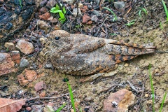 Pennant-winged Nightjar [Caprimulgus vexillarius]