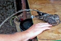 Pennant-winged Nightjar [Caprimulgus vexillarius]