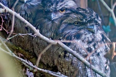 Tawny Frogmouth [Podargus strigoides]