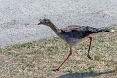 Red-legged Seriema [Cariama cristata] 