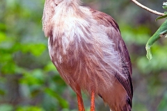 Red-legged Seriema [Cariama cristata] 