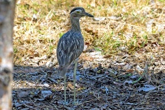 Double-striped Thick-knee [Burhinus bistriatus bistriatus] 