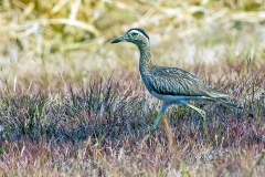 Double-striped Thick-knee [Burhinus bistriatus bistriatus] 