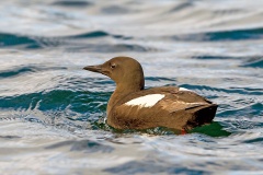 Black Guillemot [Cepphus grylle arcticus] 