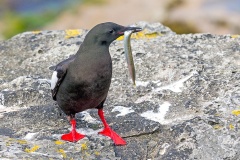 Black Guillemot [Cepphus grylle islandicus] 