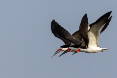 Black Skimmer [Rynchops niger cinerascens] 