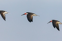 Black Skimmer [Rynchops niger cinerascens] 