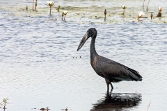 African Openbill [Anastomus lamelligerus lamelligerus] 