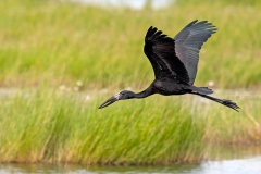 African Openbill [Anastomus lamelligerus lamelligerus] 