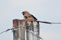 Speckled Mousebird [Colius striatus minor] 