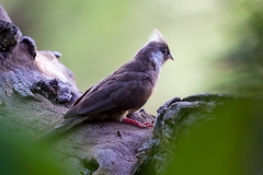 Speckled Mousebird [Colius striatus kikuyensis] 