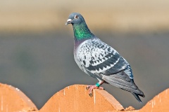 Rock Dove [Columba livia]