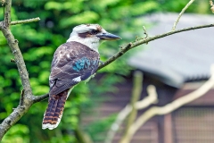 Laughing Kookaburra [Dacelo novaeguineae]