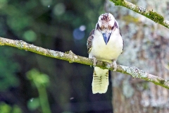 Laughing Kookaburra [Dacelo novaeguineae]