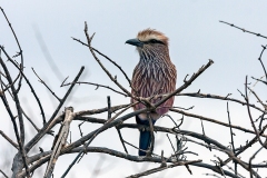 Purple Roller [Coracias naevius mosambicus]