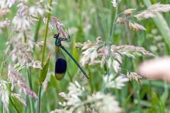 Banded Demoiselle [Calopteryx splendens]