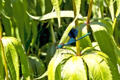 Banded Demoiselle [Calopteryx splendens]