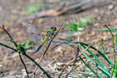 D4A_7492_EOS-1D_Arne_30May2019