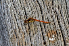 IMG_1944_60D_LWC_21Aug2015