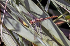 IMG_9964_60D_Minsmere_29Aug2024