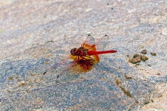 N8E9989_1D_BuffaloSprings_30Oct2012