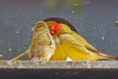 Star Finch [Bathilda ruficauda]