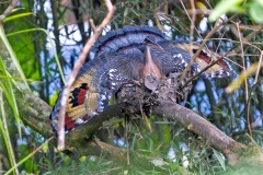 Sunbittern [Eurypyga helias major] 