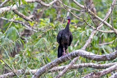 Crested Guan [Penelope purpurascens aequatorialis]