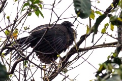 Rusty-margined Guan [Penelope superciliaris major]