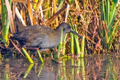 Plumbeous Rail [Pardirallus sanguinolentus landbecki] 