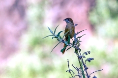 Cape Grassbird [Sphenoeacus afer natalensis]