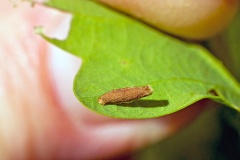 Yellow Oak Case-bearer [Coleophora flavipennella]