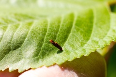 Blackthorn Case-bearer [Coleophora coracipennella]