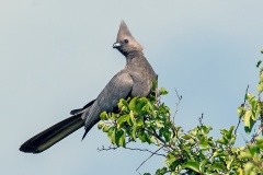 Grey Go-away-bird [Crinifer concolor bechuanae] 