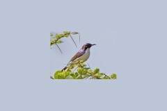 Eastern Violet-backed Sunbird [Anthreptes orientalis]