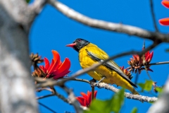 Black-headed Oriole [Oriolus larvatus larvatus]