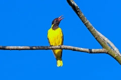 Black-headed Oriole [Oriolus larvatus larvatus]