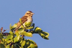 Yellow-throated Bush Sparrow [Gymnoris superciliaris rufitergum]