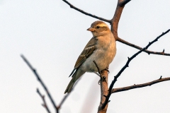 Yellow-throated Bush Sparrow [Gymnoris superciliaris rufitergum]